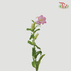 Campanula《风铃草》