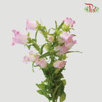 Campanula《风铃草》