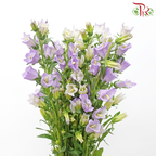 Campanula《风铃草》