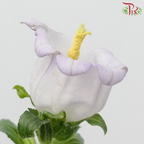Campanula《风铃草》