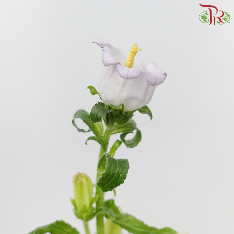 Campanula《风铃草》