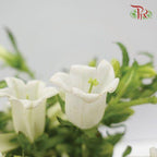Campanula《风铃草》