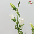 Campanula《风铃草》