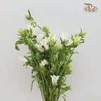 Campanula《风铃草》