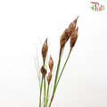 Cannomois Bell Reed - (10 Stems)-Africa-prflorist.com.my