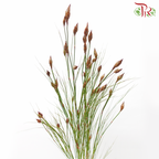 Cannomois Bell Reed - (10 Stems)-Africa-prflorist.com.my