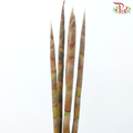 Cannomois Poker - (5 Stems)-Africa-prflorist.com.my
