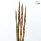 Cannomois Poker - (5 Stems)-Africa-prflorist.com.my
