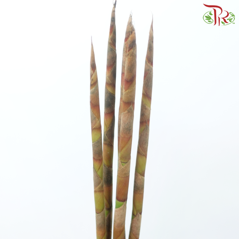 Cannomois Poker - (5 Stems)-Africa-prflorist.com.my