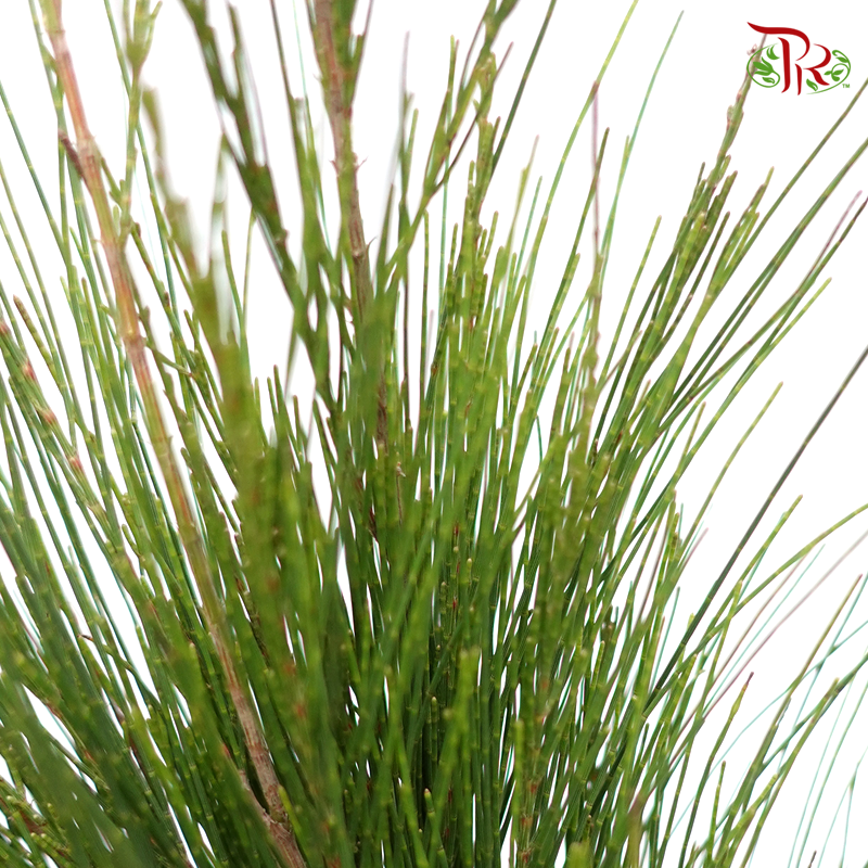 Cape Green Mix - 1 (Per Bunch)-Green-Africa-prflorist.com.my