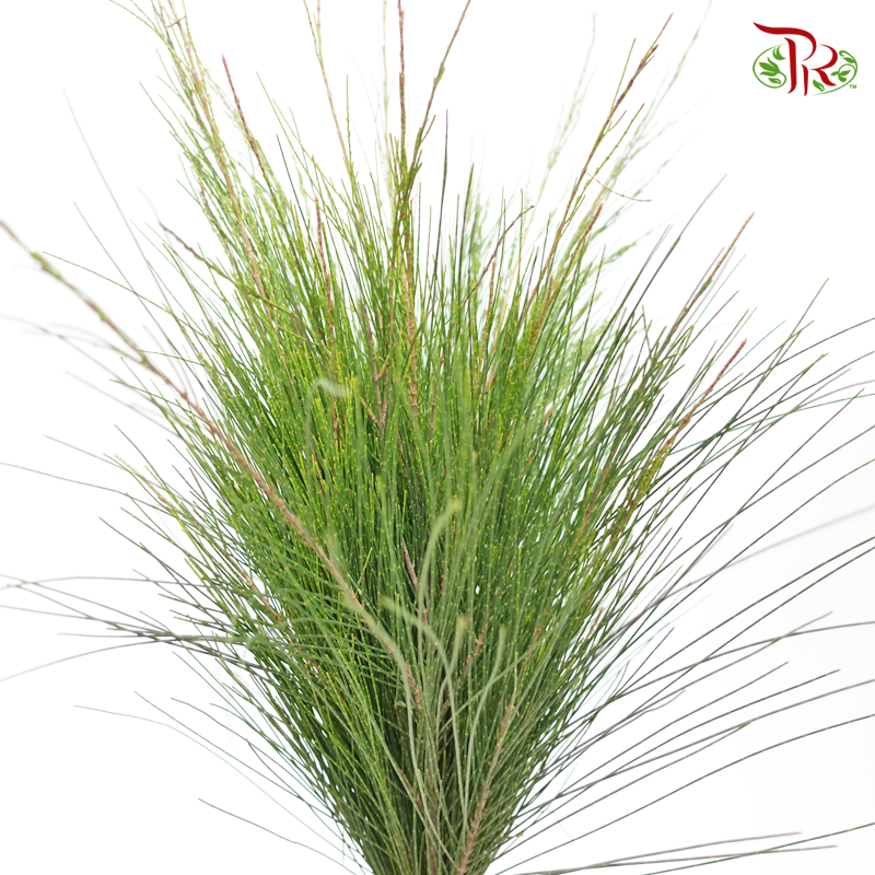 Cape Green Mix - 1 (Per Bunch)-Green-Africa-prflorist.com.my