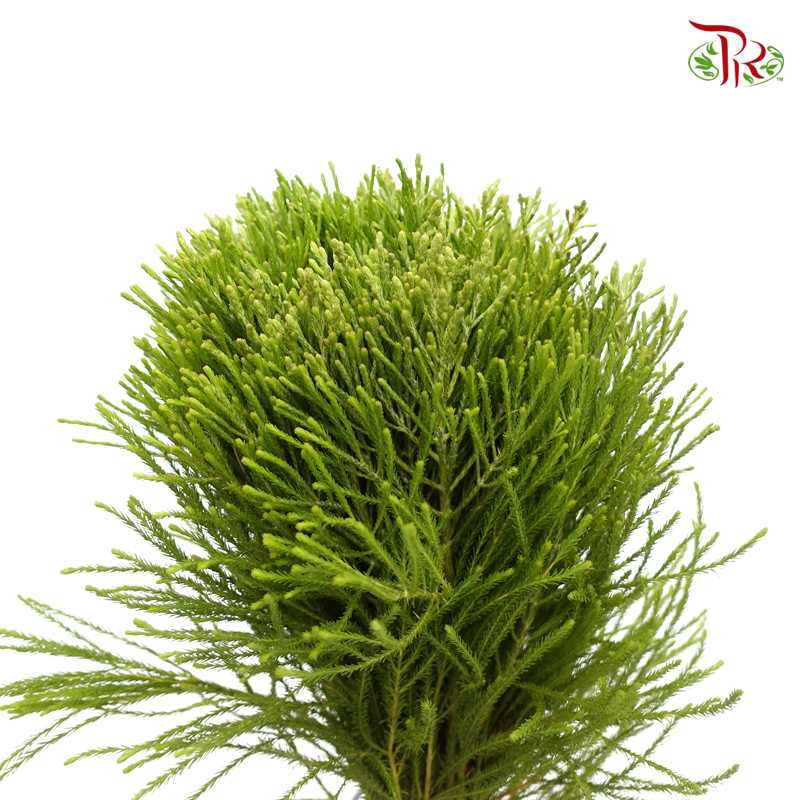 Cape Green Mix - (Per Bunch)-Green-Africa-prflorist.com.my