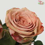 Cappuccino Rose - 50cm (10 Stems Per Bundle)-Cappuccino-Kenya-prflorist.com.my