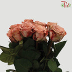 Cappuccino Rose - 50cm (10 Stems Per Bundle)-Cappuccino-Kenya-prflorist.com.my