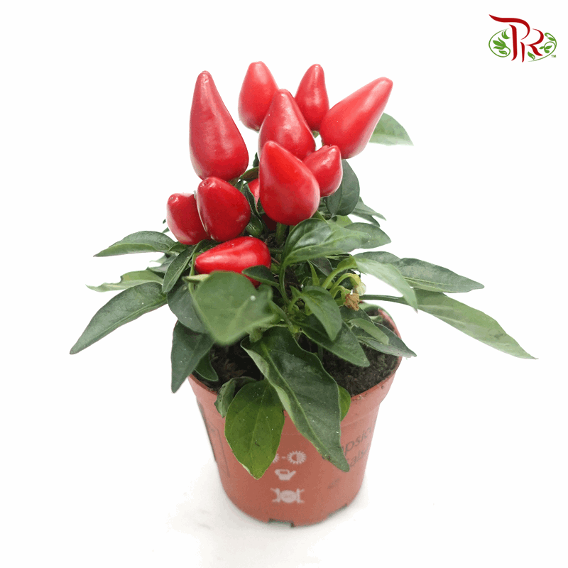 Capsicum Salsa《莎莎椒》