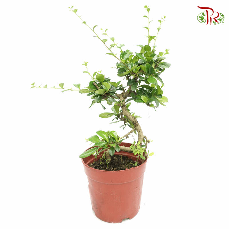 Carmona Retusa 《福建茶》-Pudu Ria Florist-prflorist.com.my