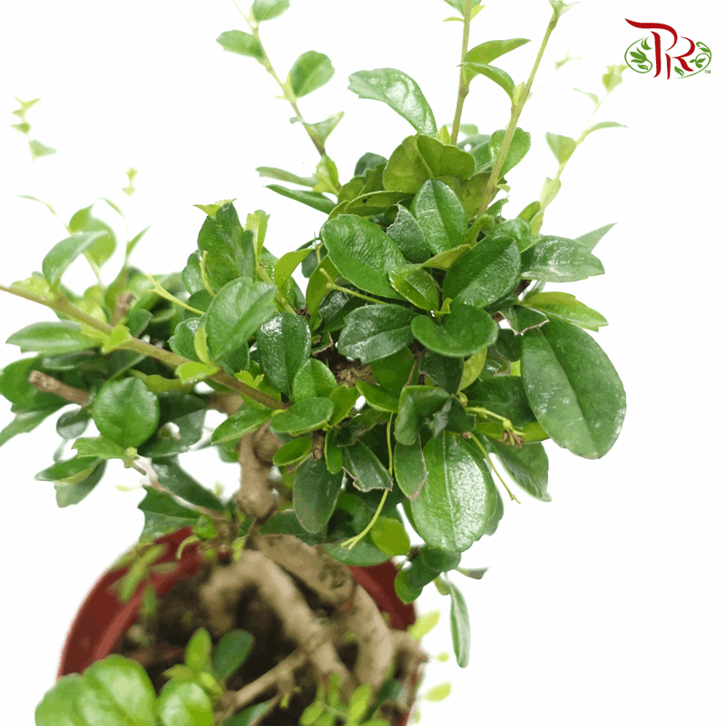 Carmona Retusa 《福建茶》-Pudu Ria Florist-prflorist.com.my