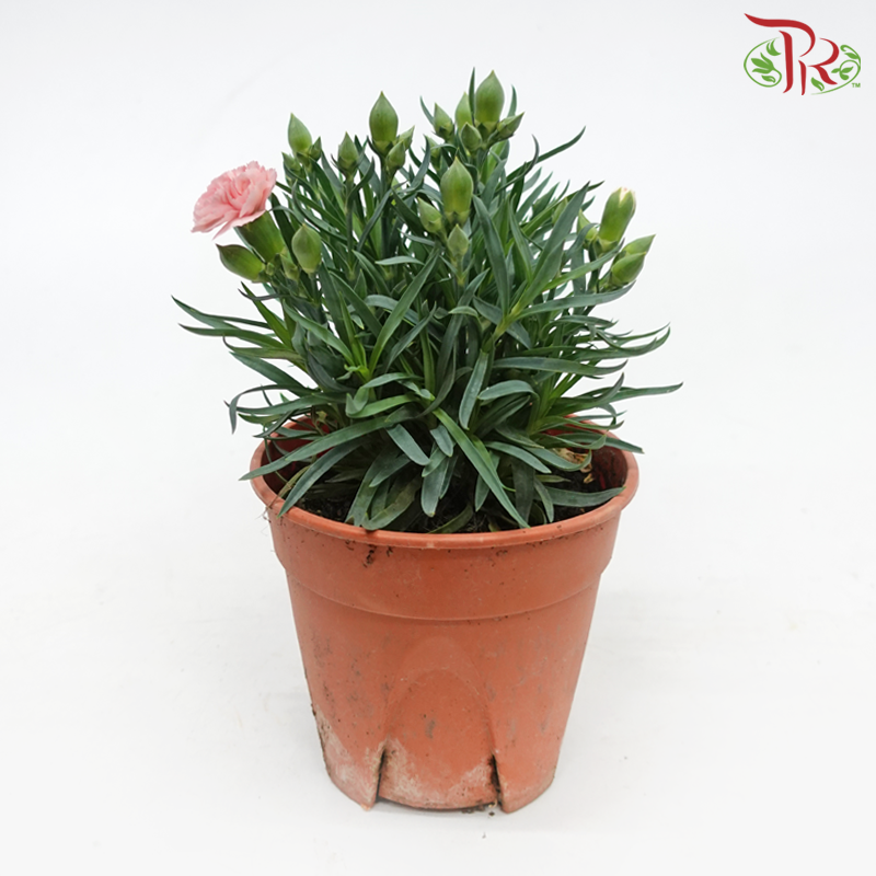 Carnation 120P《康乃馨》