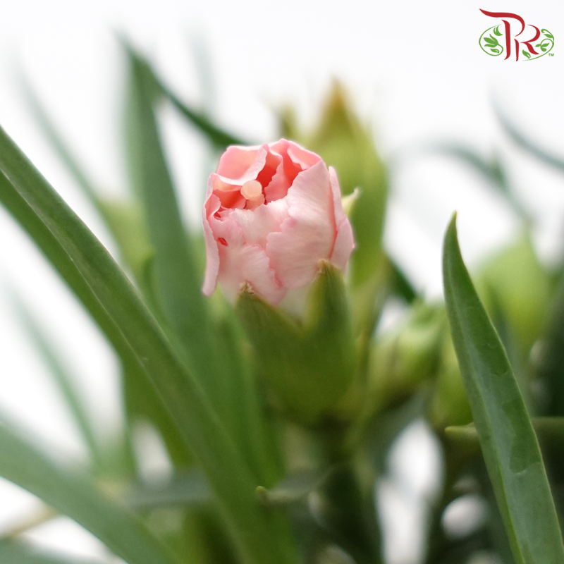 Carnation 120P《康乃馨》