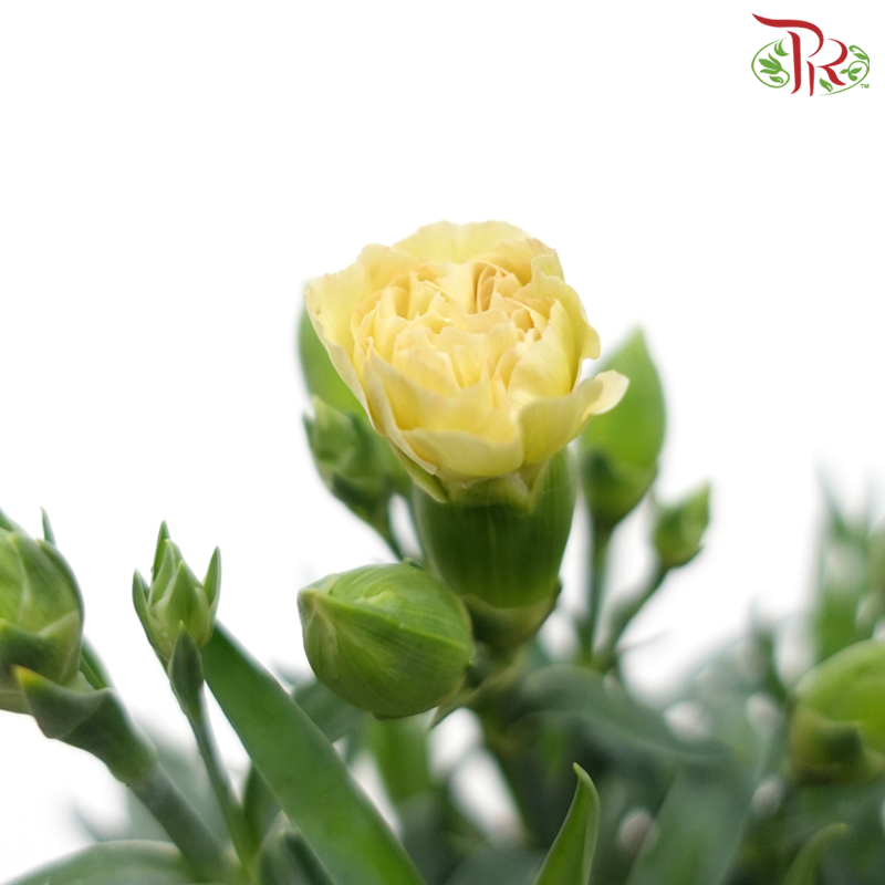 Carnation 120P《康乃馨》