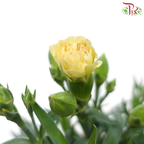 Carnation 120P《康乃馨》