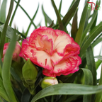 Carnation 120P《康乃馨》