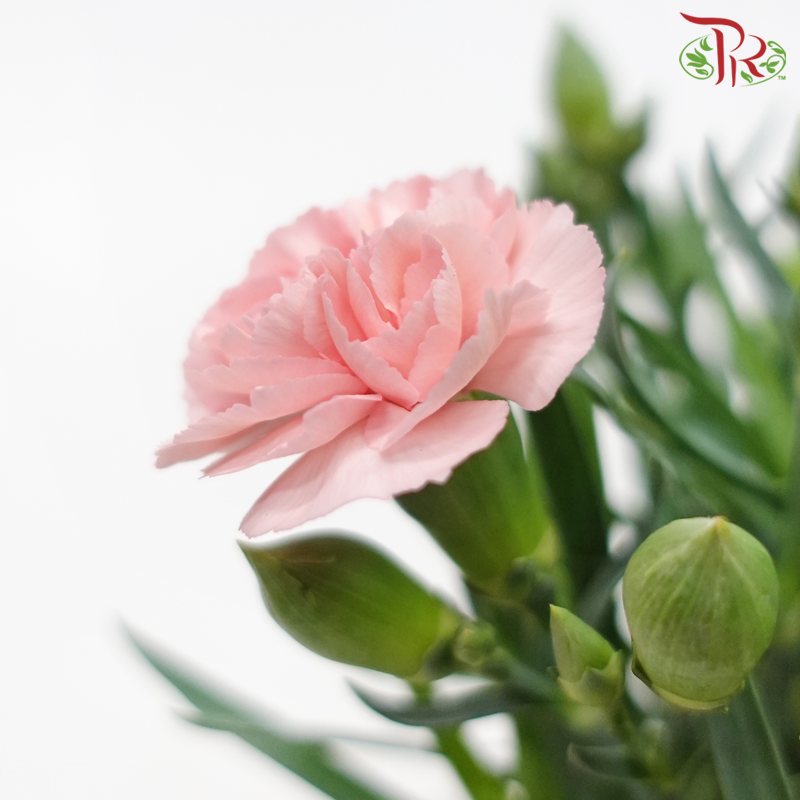 Carnation 120P《康乃馨》