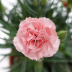 Carnation 120P《康乃馨》