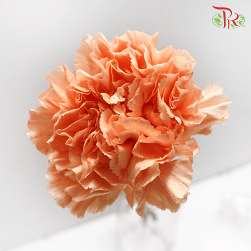 Carnation - Amorosa (10 Stems)-Orange-Columbia-prflorist.com.my
