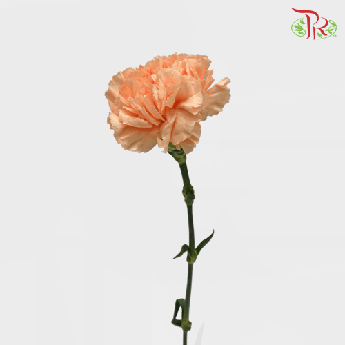 Carnation - Amorosa (10 Stems)-Orange-Columbia-prflorist.com.my