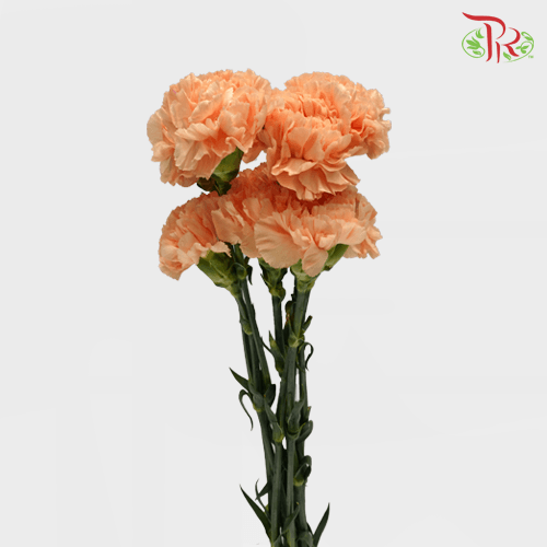 Carnation - Amorosa (10 Stems)-Orange-Columbia-prflorist.com.my