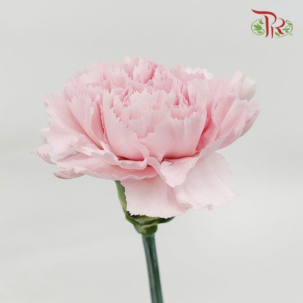 Carnation - Anastasia (10 Stems)-Pink-Columbia-prflorist.com.my