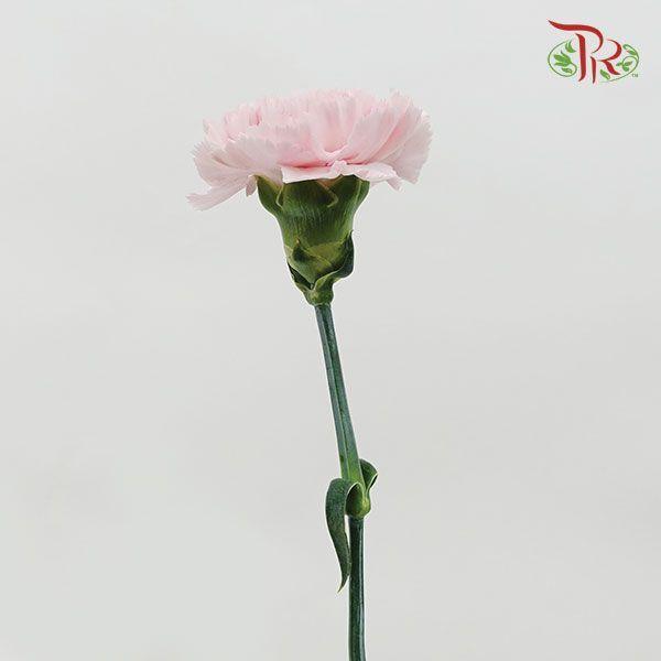 Carnation - Anastasia (10 Stems)-Pink-Columbia-prflorist.com.my
