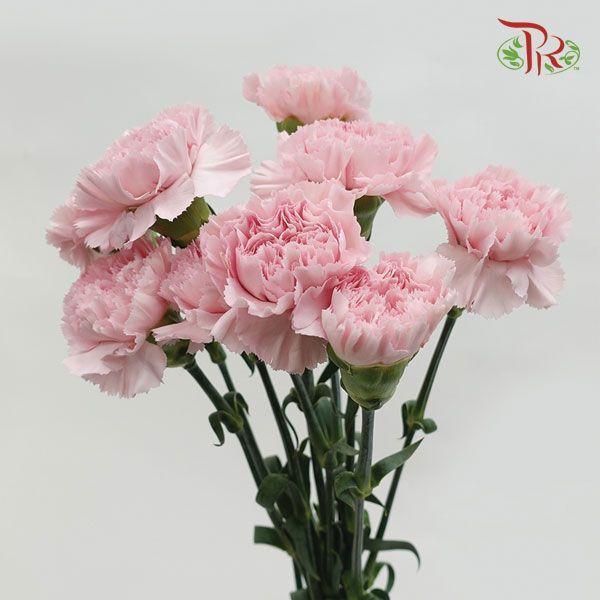 Carnation - Anastasia (10 Stems)-Pink-Columbia-prflorist.com.my
