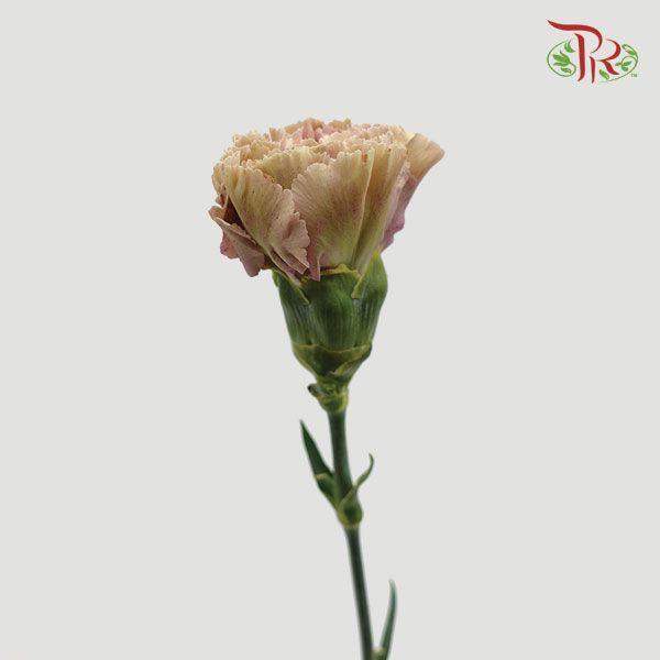 Carnation - Babylon (10 Stems)-Brown-Columbia-prflorist.com.my
