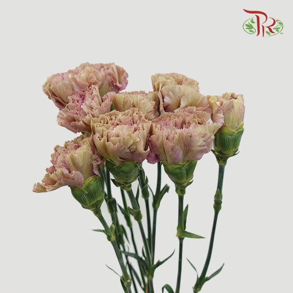 Carnation - Babylon (10 Stems)-Brown-Columbia-prflorist.com.my