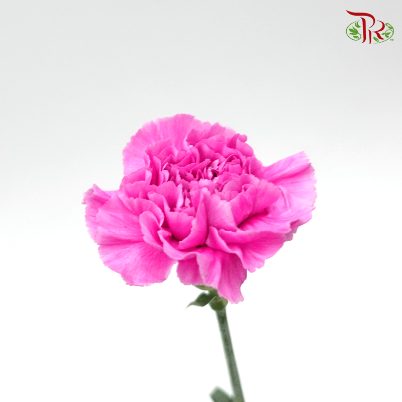 Carnation - Bright Purple (10 Stems)-Dark Purple-Columbia-prflorist.com.my