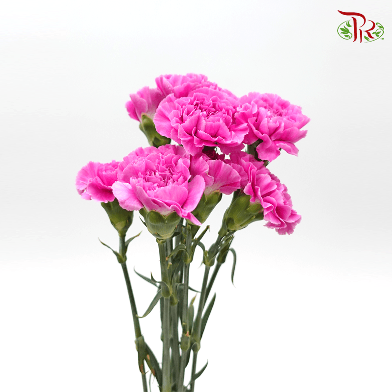 Carnation - Bright Purple (10 Stems)-Dark Purple-Columbia-prflorist.com.my