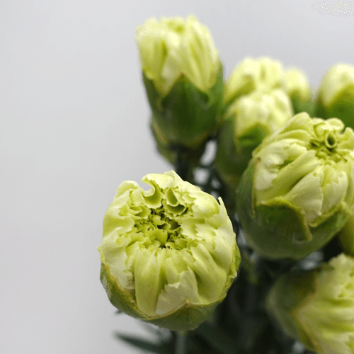 Carnation - Capricho (20 Stems)-Green-Vietnam-prflorist.com.my
