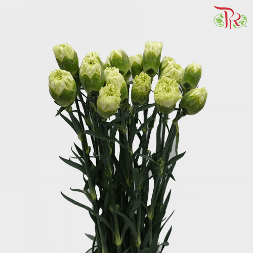 Carnation - Capricho (20 Stems)-Green-Vietnam-prflorist.com.my