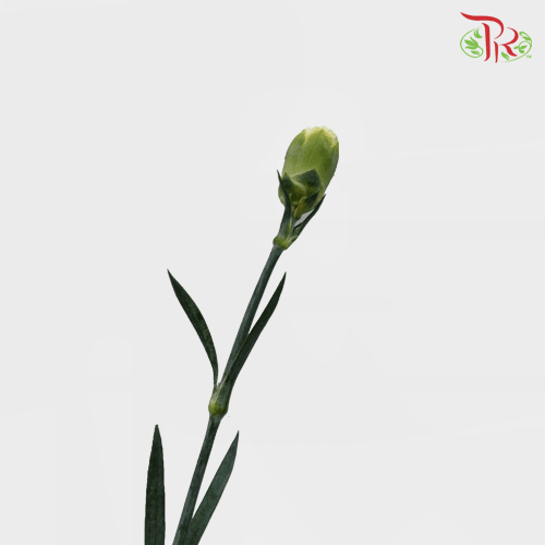 Carnation - Capricho (20 Stems)-Green-Vietnam-prflorist.com.my