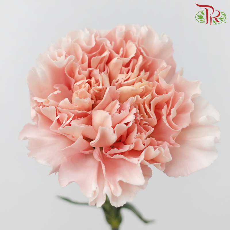 Carnation - Charisma (10 Stems)-Light Peach-Columbia-prflorist.com.my