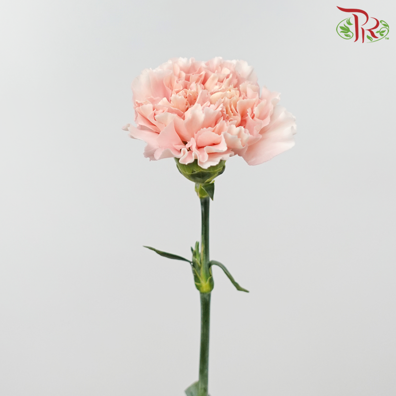 Carnation - Charisma (10 Stems)-Light Peach-Columbia-prflorist.com.my