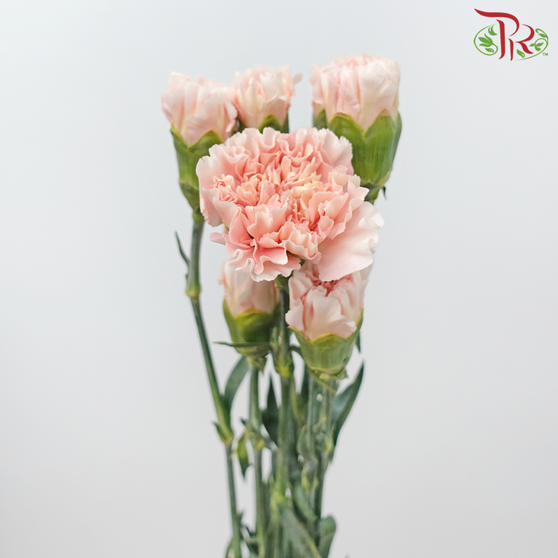Carnation - Charisma (10 Stems)-Light Peach-Columbia-prflorist.com.my