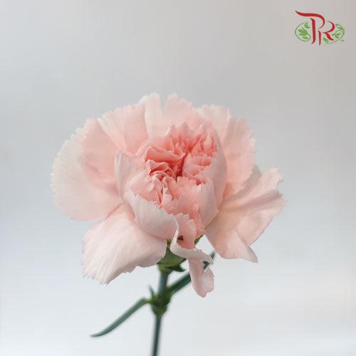 Carnation - Charlotte (10 stems)-Pink-Columbia-prflorist.com.my