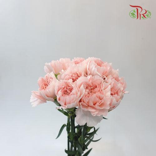 Carnation - Charlotte (10 stems)-Pink-Columbia-prflorist.com.my