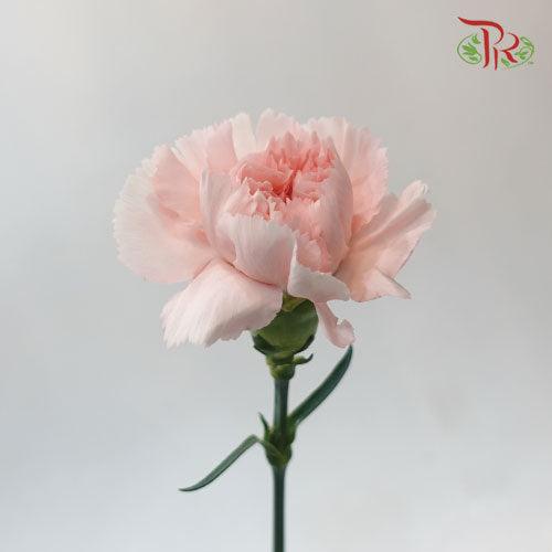 Carnation - Charlotte (10 stems)-Pink-Columbia-prflorist.com.my