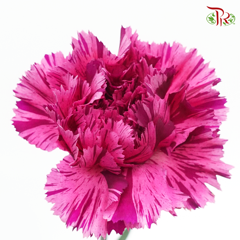Carnation - Cherry Jubilee (10 Stems)-Pink-Columbia-prflorist.com.my