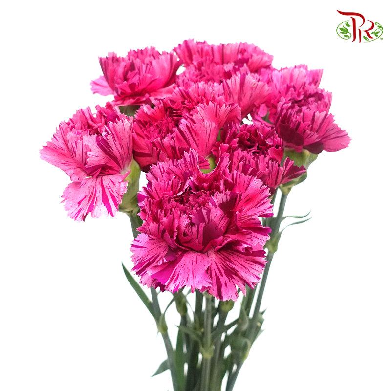 Carnation - Cherry Jubilee (10 Stems)-Pink-Columbia-prflorist.com.my