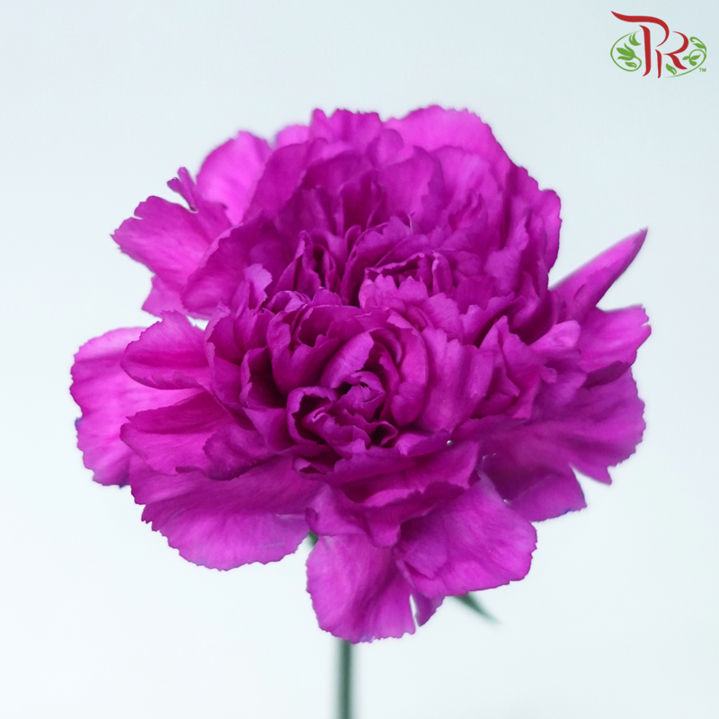 Carnation - Cherry Pink (10 Stems)-Cherry Pink-Columbia-prflorist.com.my